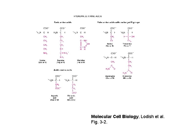 Molecular Cell Biology, Lodish et al. Fig. 3 -2. 