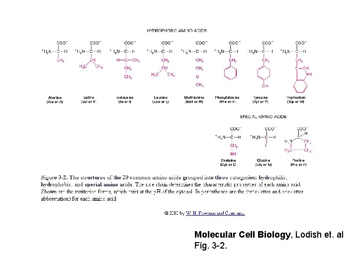 Molecular Cell Biology, Lodish et. al Fig. 3 -2. 