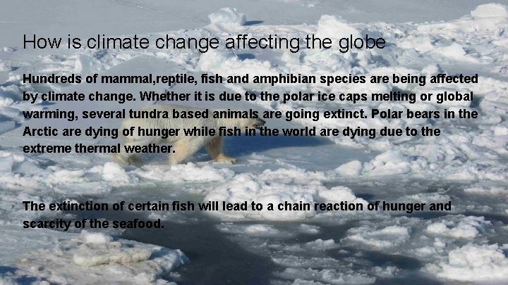 How is climate change affecting the globe Hundreds of mammal, reptile, fish and amphibian