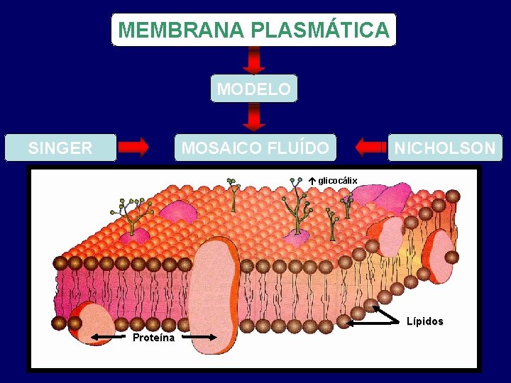 MEMBRANA PLASMÁTICA MODELO MOSAICO FLUÍDO SINGER NICHOLSON glicocálix Lípidos Proteína 