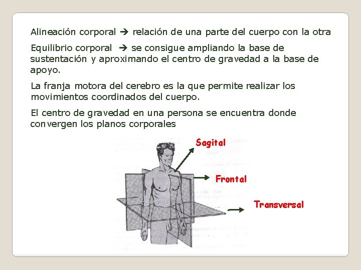Alineación corporal relación de una parte del cuerpo con la otra Equilibrio corporal se