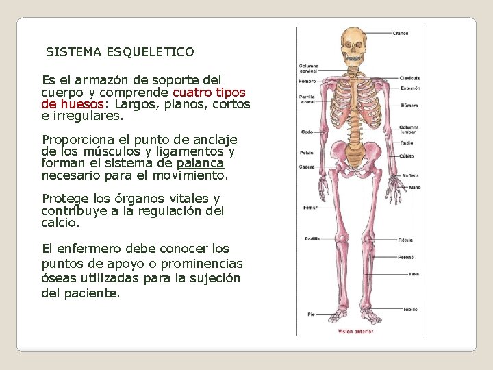 SISTEMA ESQUELETICO Es el armazón de soporte del cuerpo y comprende cuatro tipos de