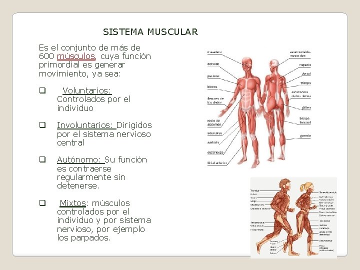 SISTEMA MUSCULAR Es el conjunto de más de 600 músculos, cuya función primordial es