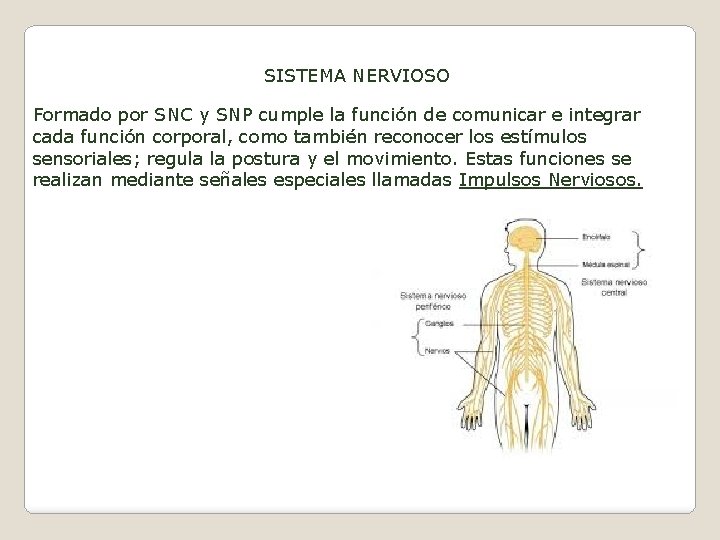 SISTEMA NERVIOSO Formado por SNC y SNP cumple la función de comunicar e integrar
