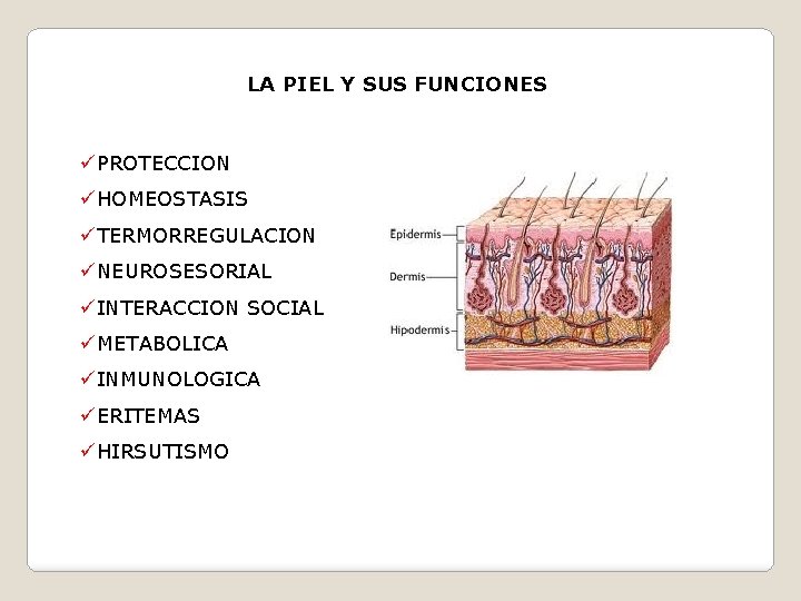 LA PIEL Y SUS FUNCIONES üPROTECCION üHOMEOSTASIS üTERMORREGULACION üNEUROSESORIAL üINTERACCION SOCIAL üMETABOLICA üINMUNOLOGICA üERITEMAS