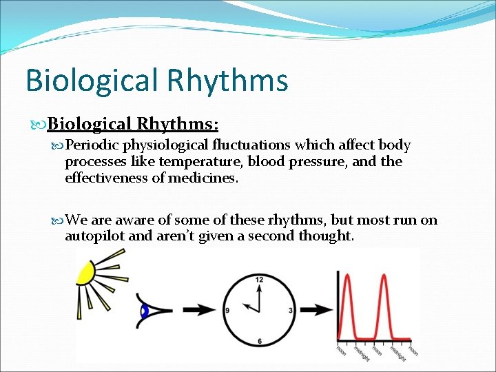 Biological Rhythms: Periodic physiological fluctuations which affect body processes like temperature, blood pressure, and