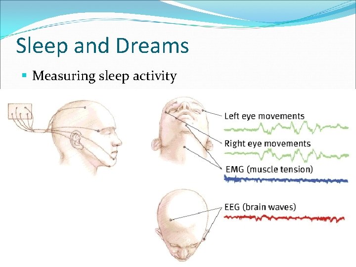 Sleep and Dreams § Measuring sleep activity 