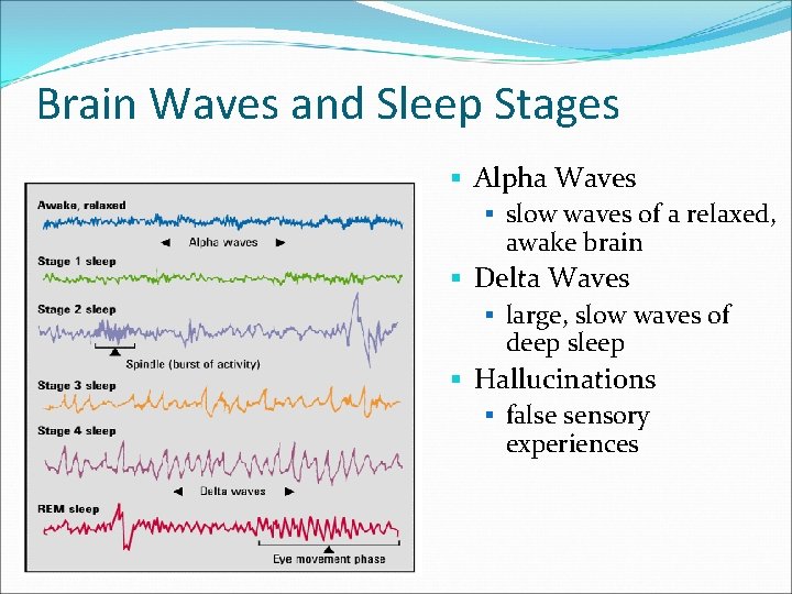 Brain Waves and Sleep Stages § Alpha Waves § slow waves of a relaxed,