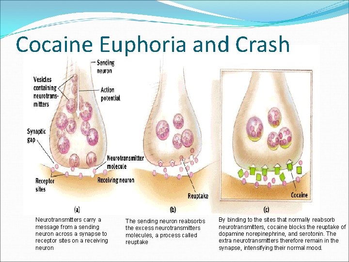 Cocaine Euphoria and Crash Neurotransmitters carry a message from a sending neuron across a