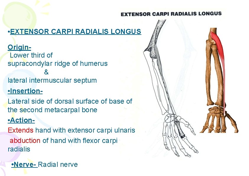  • EXTENSOR CARPI RADIALIS LONGUS Origin. Lower third of supracondylar ridge of humerus