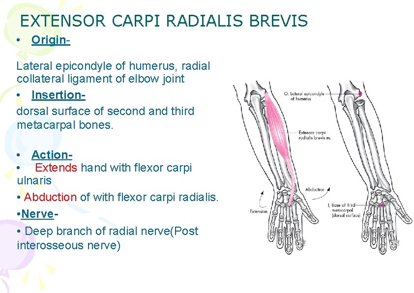 EXTENSOR CARPI RADIALIS BREVIS • Origin. Lateral epicondyle of humerus, radial collateral ligament of