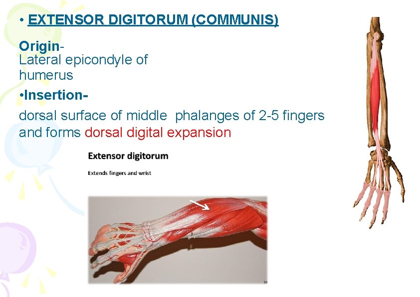  • EXTENSOR DIGITORUM (COMMUNIS) Origin. Lateral epicondyle of humerus • Insertiondorsal surface of