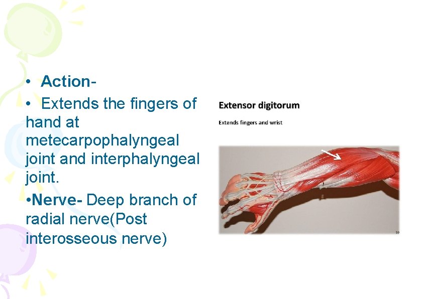  • Action • Extends the fingers of hand at metecarpophalyngeal joint and interphalyngeal
