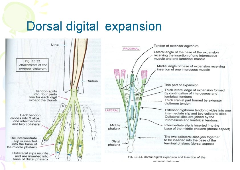 Dorsal digital expansion 