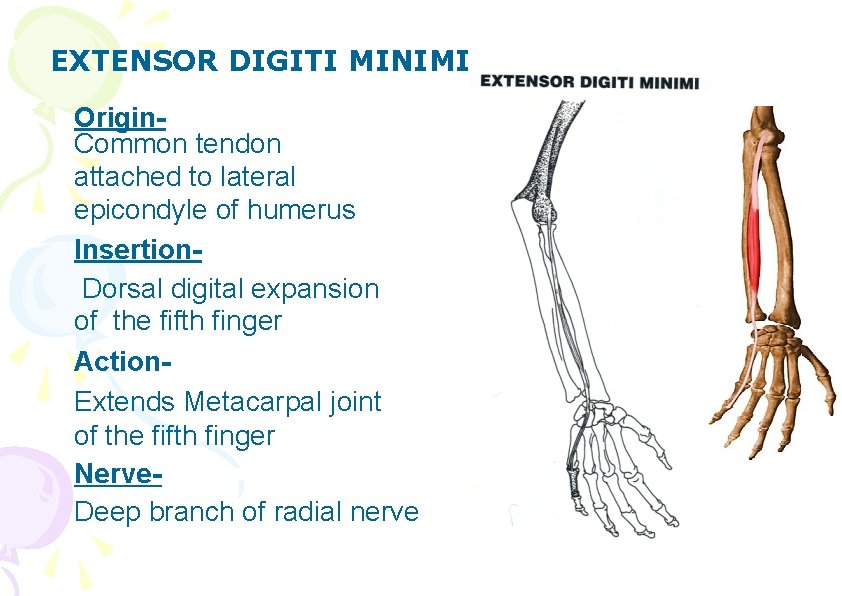 EXTENSOR DIGITI MINIMI Origin. Common tendon attached to lateral epicondyle of humerus Insertion. Dorsal