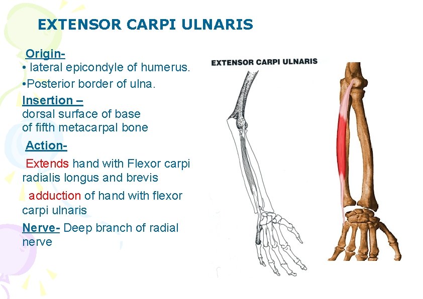 EXTENSOR CARPI ULNARIS Origin • lateral epicondyle of humerus. • Posterior border of ulna.