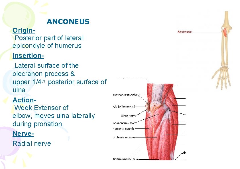 ANCONEUS Origin. Posterior part of lateral epicondyle of humerus Insertion. Lateral surface of the