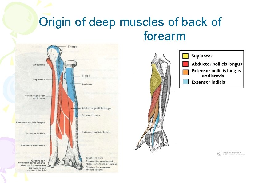 Origin of deep muscles of back of forearm 