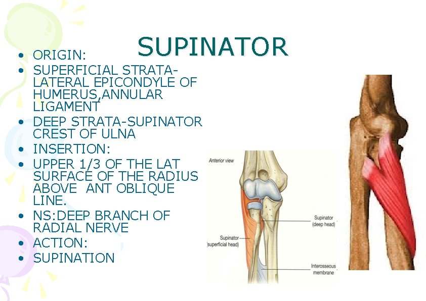 SUPINATOR • ORIGIN: • SUPERFICIAL STRATALATERAL EPICONDYLE OF HUMERUS, ANNULAR LIGAMENT • DEEP STRATA-SUPINATOR