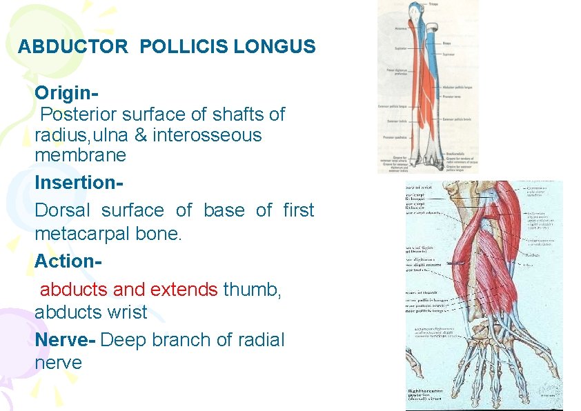 ABDUCTOR POLLICIS LONGUS Origin. Posterior surface of shafts of radius, ulna & interosseous membrane