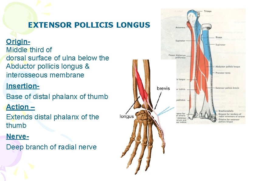 EXTENSOR POLLICIS LONGUS Origin. Middle third of dorsal surface of ulna below the Abductor