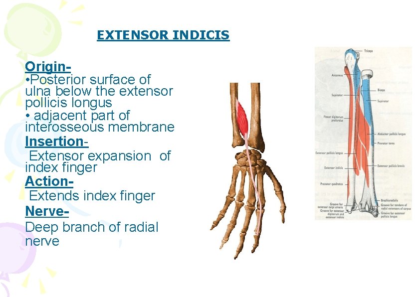 EXTENSOR INDICIS Origin • Posterior surface of ulna below the extensor pollicis longus •