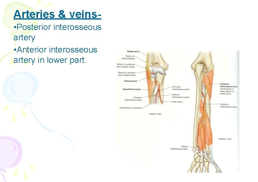 Arteries & veins • Posterior interosseous artery • Anterior interosseous artery in lower part.