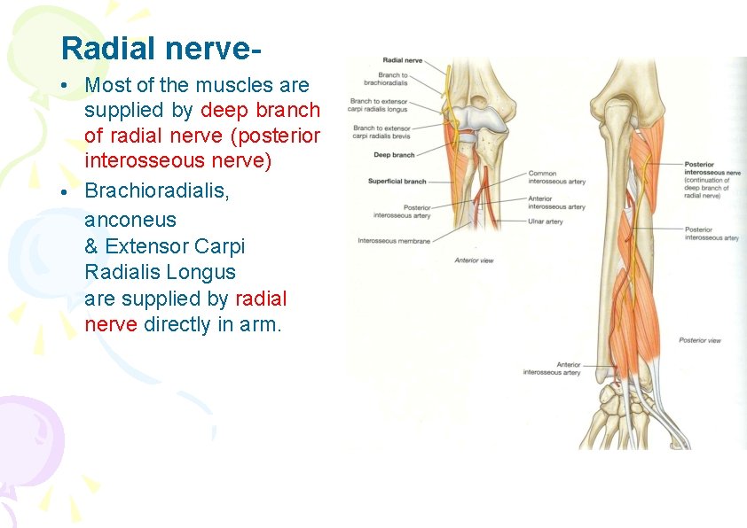 Radial nerve • Most of the muscles are supplied by deep branch of radial