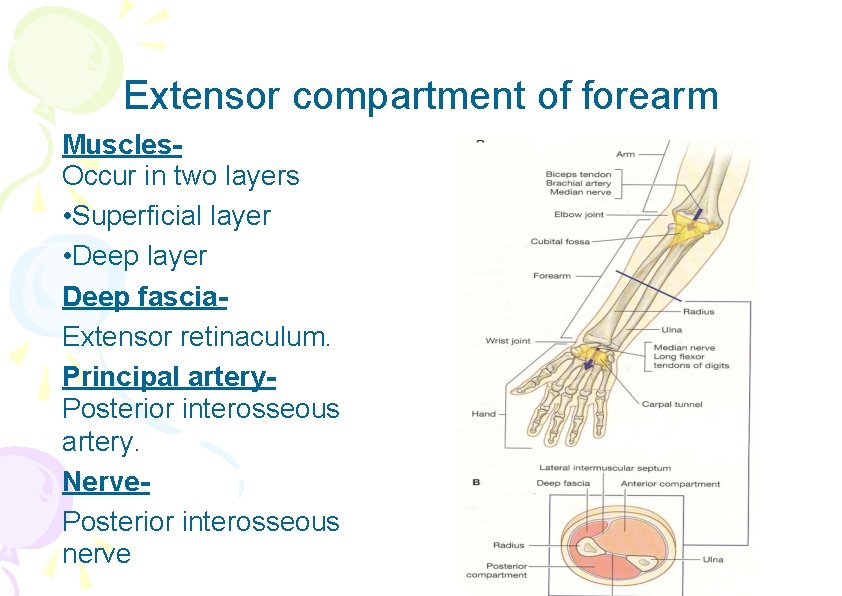 Extensor compartment of forearm Muscles. Occur in two layers • Superficial layer • Deep