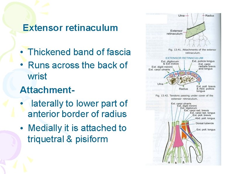 Extensor retinaculum • Thickened band of fascia • Runs across the back of wrist