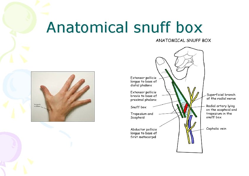 Anatomical snuff box 