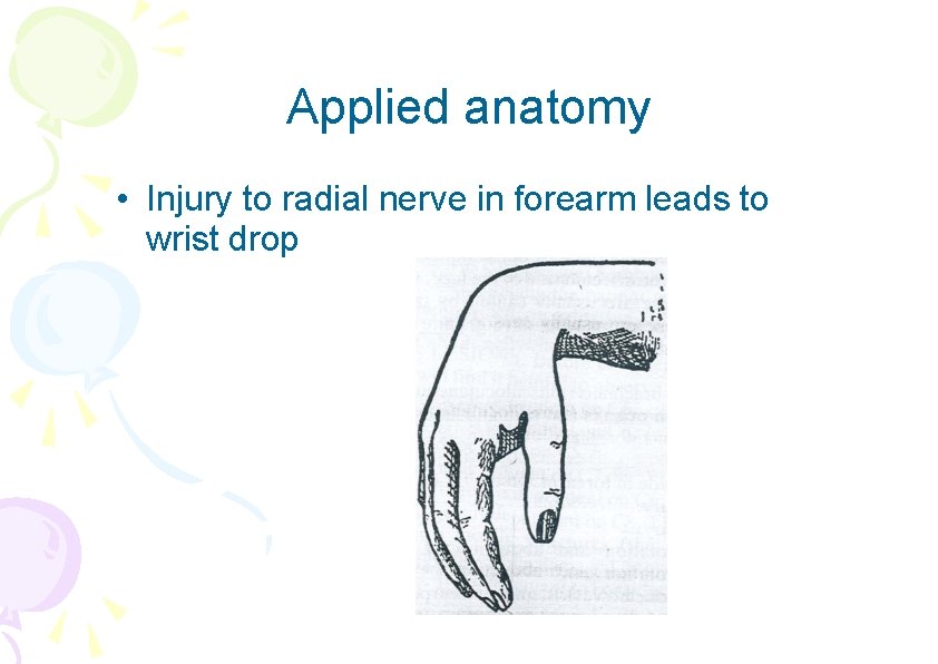 Applied anatomy • Injury to radial nerve in forearm leads to wrist drop 