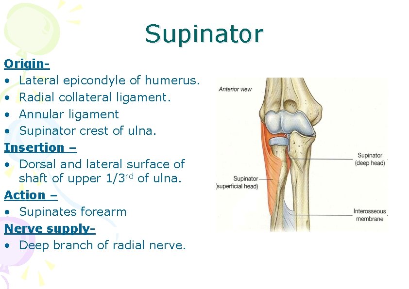 Supinator Origin • Lateral epicondyle of humerus. • Radial collateral ligament. • Annular ligament