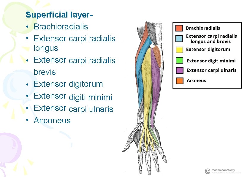 Superficial layer • Brachioradialis • Extensor carpi radialis longus • Extensor carpi radialis brevis
