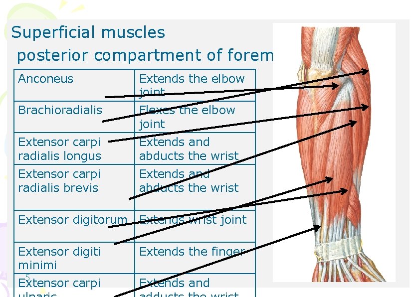 Superficial muscles posterior compartment of foreman Anconeus Extends the elbow joint Brachioradialis Flexes the