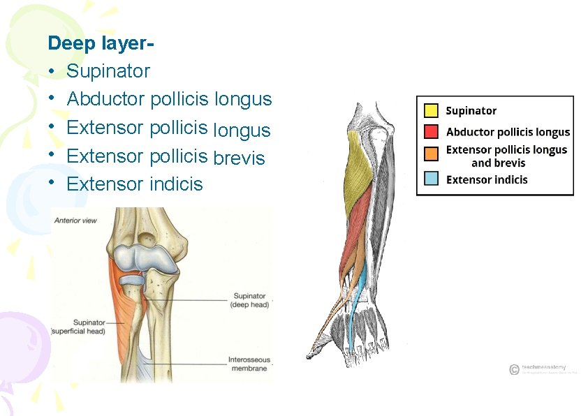 Deep layer • Supinator • Abductor pollicis longus • Extensor pollicis brevis • Extensor