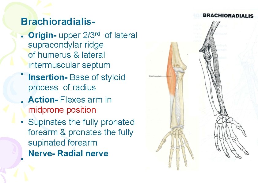 Brachioradialis • Origin- upper 2/3 rd of lateral supracondylar ridge of humerus & lateral