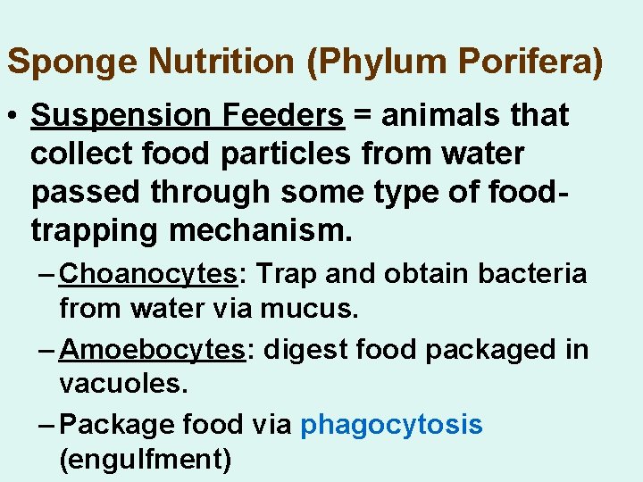 Sponge Nutrition (Phylum Porifera) • Suspension Feeders = animals that collect food particles from