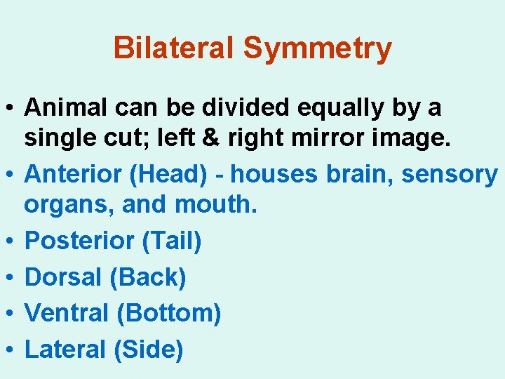 Bilateral Symmetry • Animal can be divided equally by a single cut; left &