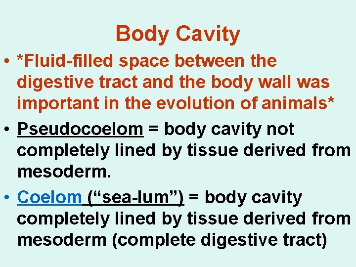 Body Cavity • *Fluid-filled space between the digestive tract and the body wall was