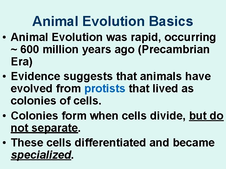 Animal Evolution Basics • Animal Evolution was rapid, occurring ~ 600 million years ago