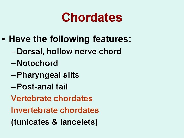 Chordates • Have the following features: – Dorsal, hollow nerve chord – Notochord –