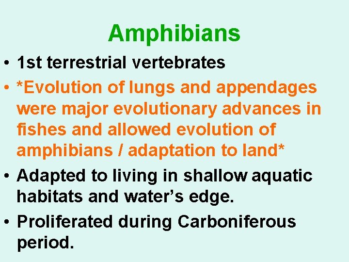 Amphibians • 1 st terrestrial vertebrates • *Evolution of lungs and appendages were major