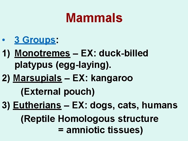 Mammals • 3 Groups: 1) Monotremes – EX: duck-billed platypus (egg-laying). 2) Marsupials –