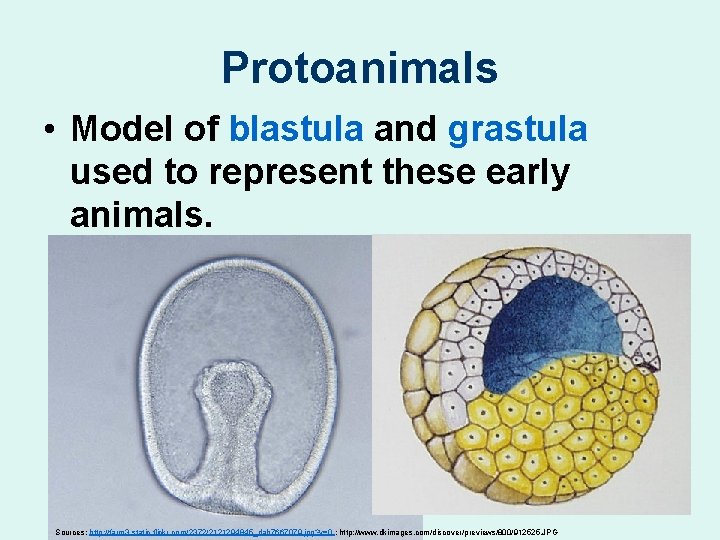 Protoanimals • Model of blastula and grastula used to represent these early animals. Sources: