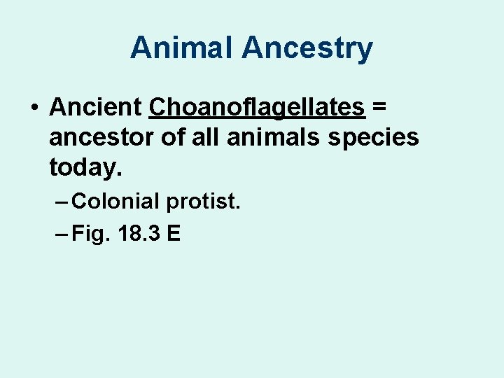 Animal Ancestry • Ancient Choanoflagellates = ancestor of all animals species today. – Colonial