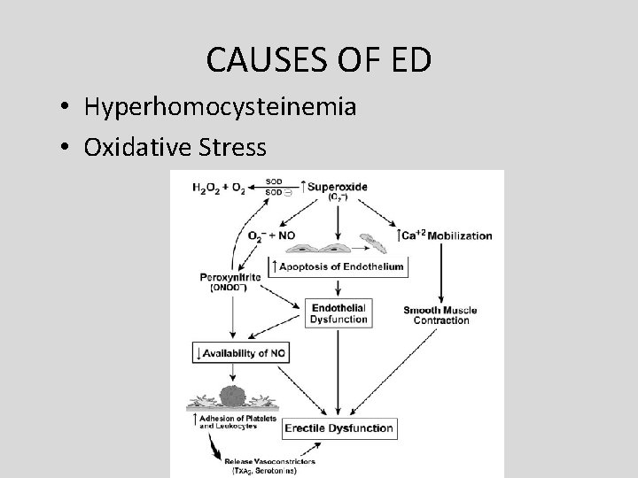 CAUSES OF ED • Hyperhomocysteinemia • Oxidative Stress CAUSES OF ED • Hyperhomocysteinemia • Oxidative Stress