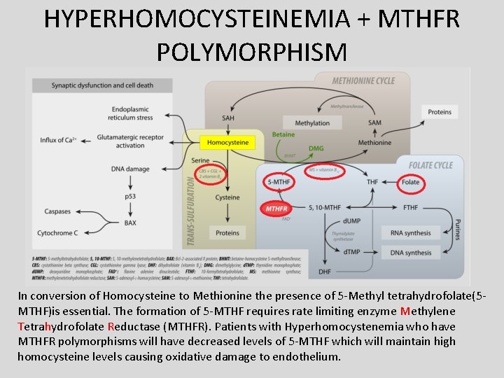 HYPERHOMOCYSTEINEMIA + MTHFR POLYMORPHISM In conversion of Homocysteine to Methionine the presence of 5 HYPERHOMOCYSTEINEMIA + MTHFR POLYMORPHISM In conversion of Homocysteine to Methionine the presence of 5