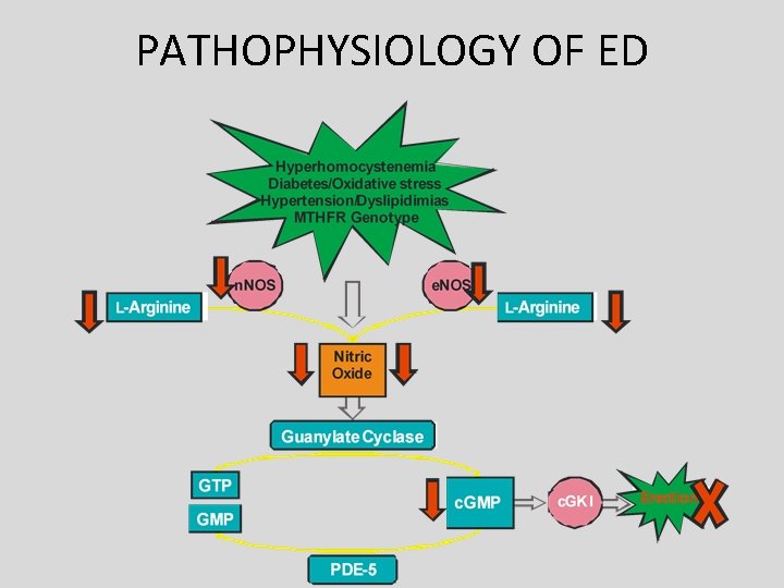 PATHOPHYSIOLOGY OF ED PATHOPHYSIOLOGY OF ED