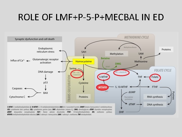 ROLE OF LMF+P-5 -P+MECBAL IN ED ROLE OF LMF+P-5 -P+MECBAL IN ED